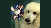 Lynmar Kennels