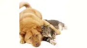 Animal Medical Center of Orland Park