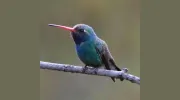 Wild Bird Store
