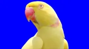 Windy City Parrot