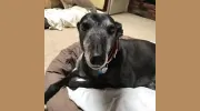 Greyhound Rescue & Rehab