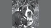 Canine Counselor