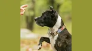 AAA Dog Training