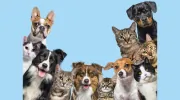 Mountain View Pet Lodge