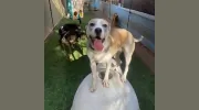 Planet Canine