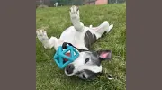 DeLuca's Canine Country Club