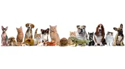 A Pet's Paradise
