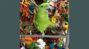 The Bird Shop