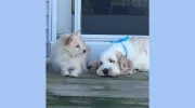Noho Pet Sitters