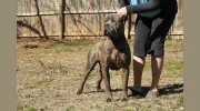Sovrana Cane Corso