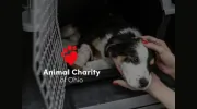 Animal Charity of Ohio