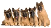 Superior Dog Training