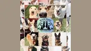 Silver Trails Kennel The Animal Inn