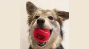 Dog Gone Smart
