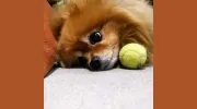 Dog Savvy