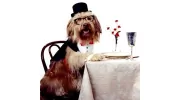 Doggie Manners