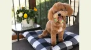Horners Corner Pet Salon