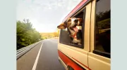 Trips with Pets