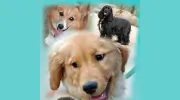 El Dorado Pet Club