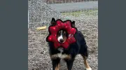Bonny Doone Kennel