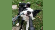 Tell A Tail Dog Training