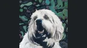 Jimmydog Design Group