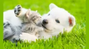 Bethany Animal Hospital