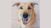 Moorpark Veterinary Hospital