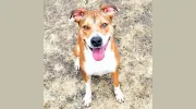 Northwest SPCA