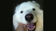 Glendale Pet Resort