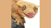 LLLReptile & Supply