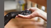 Finger Lakes SPCA