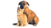 Forever Paws Animal Shelter