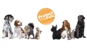 Protect The Pets