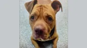 Humane Society & SPCA of Hancock County