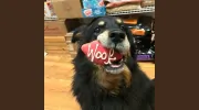 The Hungry Hound