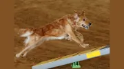 FlashPaws Agility Training Center