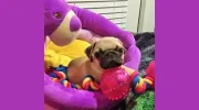 A Pet Lover's Sitting Service