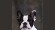 Betty's Clip & Dip