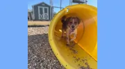 Caroline's Pampered Pet Motel