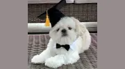Toni's Dog Training