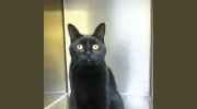 A Pet's Place Of Clearwater