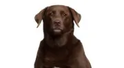 Bay Road Animal Hospital