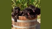 California Schnoodles