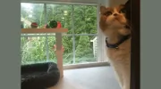 Captain Kitt's Luxury Cat Boarding