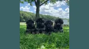 Misty Ridge Animal Resort