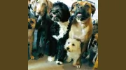 Bone-Anza Doggie Day Care