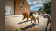 Doggie Playhouse