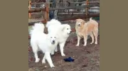 Beg n'Bark