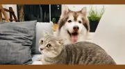 Tri-Valley Animal Rescue